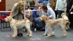 Filename=Puppy-Dog.jpg
Filesize=52KiB
Dimensions=700x401
Date added=Sep 14, 2009 Puppy-Dog.jpg