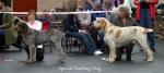 Filename=SY-Dog-1.jpg
Filesize=50KiB
Dimensions=700x313
Date added=Sep 14, 2009 SY-Dog-1.jpg