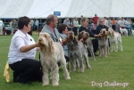 Filename=Dog-Challenge.jpg
Filesize=46KiB
Dimensions=550x373
Date added=Sep 14, 2009 Dog-Challenge.jpg