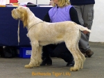 Filename=B-TigerLilly.jpg
Filesize=49KiB
Dimensions=550x413
Date added=Sep 14, 2009 B-TigerLilly.jpg