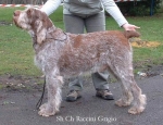 Filename=R-Grigio.jpg
Filesize=53KiB
Dimensions=550x422
Date added=Sep 14, 2009 R-Grigio.jpg
