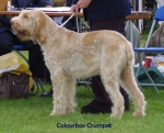 Filename=C-Crumpet.jpg
Filesize=44KiB
Dimensions=550x444
Date added=Sep 14, 2009 C-Crumpet.jpg