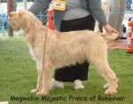 Filename=M MajesticPrince.jpg
Filesize=70KiB
Dimensions=550x432
Date added=Sep 14, 2009 M MajesticPrince.jpg