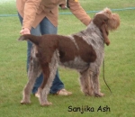Filename=S Ash.jpg
Filesize=52KiB
Dimensions=550x480
Date added=Sep 14, 2009 S Ash.jpg