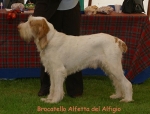Filename=B Alfetta.jpg
Filesize=63KiB
Dimensions=550x420
Date added=Sep 14, 2009 B Alfetta.jpg