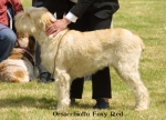 Filename=O-FoxyRed.jpg
Filesize=57KiB
Dimensions=550x397
Date added=Sep 14, 2009 O-FoxyRed.jpg