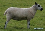 Filename=WelshSheep.jpg
Filesize=40KiB
Dimensions=550x379
Date added=Sep 14, 2009 WelshSheep.jpg