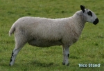 WelshSheep.jpg