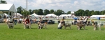 Filename=Dog-Challenge.jpg
Filesize=77KiB
Dimensions=900x350
Date added=Sep 14, 2009 Dog-Challenge.jpg