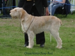 Filename=O-FoxyRed.jpg
Filesize=48KiB
Dimensions=600x450
Date added=Sep 14, 2009 O-FoxyRed.jpg