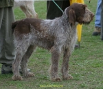 Asca-2DelMucrone.jpg