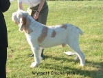 Filename=W CrackerJack.jpg
Filesize=96KiB
Dimensions=600x453
Date added=Sep 14, 2009 W CrackerJack.jpg