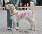 Filename=O Fangosa.jpg
Filesize=49KiB
Dimensions=600x487
Date added=Sep 14, 2009 O Fangosa.jpg