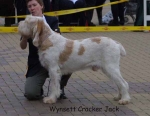 Filename=W CrackerJack.jpg
Filesize=38KiB
Dimensions=600x467
Date added=Sep 14, 2009 W CrackerJack.jpg