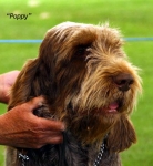 Filename=S-Matisse-2.jpg
Filesize=38KiB
Dimensions=450x486
Date added=Sep 14, 2009 S-Matisse-2.jpg