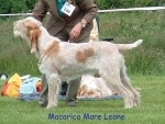 Filename=M-MareLeone-2.jpg
Filesize=79KiB
Dimensions=600x452
Date added=Sep 14, 2009 M-MareLeone-2.jpg