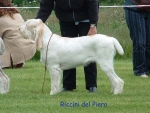 Filename=Riccini-DelPiero-2.jpg
Filesize=64KiB
Dimensions=600x454
Date added=Sep 14, 2009 Riccini-DelPiero-2.jpg