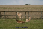 Filename=Alpacas.jpg
Filesize=69KiB
Dimensions=600x406
Date added=Sep 14, 2009 Alpacas.jpg