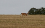 Filename=Deer-1.jpg
Filesize=58KiB
Dimensions=600x373
Date added=Sep 14, 2009 Deer-1.jpg