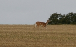 Deer-1.jpg