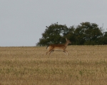 Filename=Deer-2.jpg
Filesize=65KiB
Dimensions=568x456
Date added=Sep 14, 2009 Deer-2.jpg