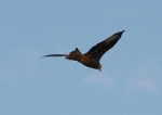 Filename=RedKite-1.jpg
Filesize=52KiB
Dimensions=600x424
Date added=Sep 14, 2009 RedKite-1.jpg