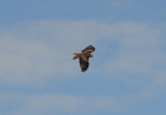 Filename=RedKite-2.jpg
Filesize=60KiB
Dimensions=448x312
Date added=Sep 14, 2009 RedKite-2.jpg
