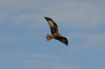 Filename=RedKite-3.jpg
Filesize=69KiB
Dimensions=475x315
Date added=Sep 14, 2009 RedKite-3.jpg