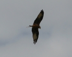 Filename=RedKite-4.jpg
Filesize=64KiB
Dimensions=491x387
Date added=Sep 14, 2009 RedKite-4.jpg