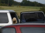 Filename=Spectator-Dog.jpg
Filesize=47KiB
Dimensions=600x448
Date added=Sep 14, 2009 Spectator-Dog.jpg