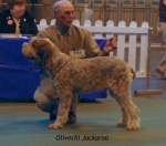 Filename=O-Jackaroo.jpg
Filesize=49KiB
Dimensions=500x443
Date added=Sep 14, 2009 O-Jackaroo.jpg
