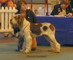 Filename=O-Lionheart.jpg
Filesize=62KiB
Dimensions=600x494
Date added=Sep 14, 2009 O-Lionheart.jpg