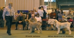 Filename=Puppy-Dog-Challenge.jpg
Filesize=60KiB
Dimensions=600x309
Date added=Sep 14, 2009 Puppy-Dog-Challenge.jpg