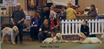 Filename=Puppy-Dog-Class.jpg
Filesize=52KiB
Dimensions=600x286
Date added=Sep 14, 2009 Puppy-Dog-Class.jpg