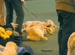 Filename=playtime-1.jpg
Filesize=60KiB
Dimensions=600x436
Date added=Sep 14, 2009 playtime-1.jpg