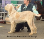 Filename=B-Bartolomeo-2.jpg
Filesize=59KiB
Dimensions=640x569
Date added=Sep 14, 2009 B-Bartolomeo-2.jpg