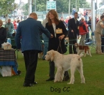 Filename=DogCC.jpg
Filesize=63KiB
Dimensions=517x471
Date added=Sep 14, 2009 DogCC.jpg
