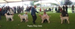 Filename=PuppyDogClass.jpg
Filesize=45KiB
Dimensions=600x234
Date added=Sep 14, 2009 PuppyDogClass.jpg