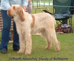 Filename=C-AbsolutelySteady.jpg
Filesize=86KiB
Dimensions=600x498
Date added=Sep 14, 2009 C-AbsolutelySteady.jpg