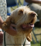 Filename=B-CuttingADash.jpg
Filesize=56KiB
Dimensions=600x674
Date added=Sep 14, 2009 B-CuttingADash.jpg