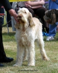 Dateiname=O-FoxyRed.jpg
Dateigröße=55KB
Abmessungen: 600x756
hinzugefügt am: 14. September 2009 O-FoxyRed.jpg