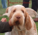 Filename=M Ferdinando.jpg
Filesize=76KiB
Dimensions=820x765
Date added=Sep 14, 2009 M Ferdinando.jpg