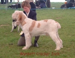Filename=W CrackerJack.jpg
Filesize=69KiB
Dimensions=600x471
Date added=Sep 14, 2009 W CrackerJack.jpg