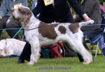 Filename=O-Lionheart.jpg
Filesize=52KiB
Dimensions=600x418
Date added=Sep 14, 2009 O-Lionheart.jpg