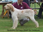 Filename=C-CuttingaDash.jpg
Filesize=80KiB
Dimensions=700x531
Date added=Sep 16, 2009 C-CuttingaDash.jpg