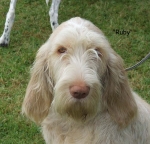 Filename=Ruby copy.jpg
Filesize=85KiB
Dimensions=700x674
Date added=Sep 16, 2009 Ruby copy.jpg
