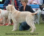 Filename=B-Baldassare.jpg
Filesize=126KiB
Dimensions=826x690
Date added=Sep 16, 2009 B-Baldassare.jpg