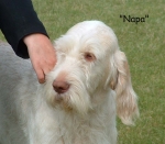 Filename=K-Newl-2.jpg
Filesize=86KiB
Dimensions=856x753
Date added=Sep 16, 2009 K-Newl-2.jpg
