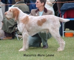 Filename=M-MareLeone.jpg
Filesize=133KiB
Dimensions=856x702
Date added=Sep 16, 2009 M-MareLeone.jpg