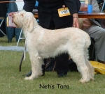 Filename=N-Tara.jpg
Filesize=108KiB
Dimensions=862x777
Date added=Sep 16, 2009 N-Tara.jpg